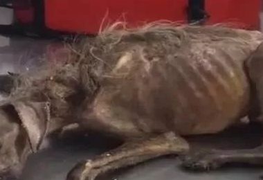 一头瘦骨嶙峋的流浪狗,遇善心小伙收留,2六个月后真是是判若两狗!