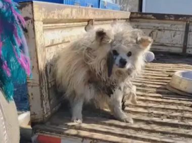 腿折后被卖上狗肉车的老博美，获救难以从恐惧中走出