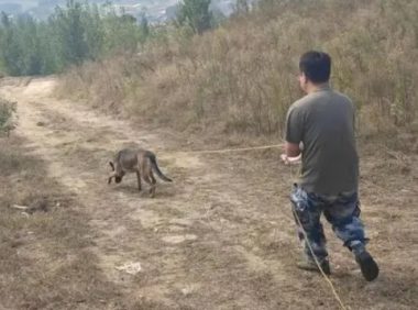 厉害！这只警犬找回了一群小香猪