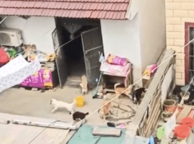 夫妻俩养了30只狗20只猫,退休金全部用来喂养,真心把它们当孩子