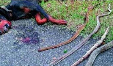 誓死守护主人 杜宾犬搏斗4蛇惨死