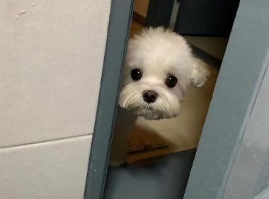 在狗狗眼里,主人上厕所不止是在拉屎,还代表这些意思!