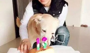 爱犬下半身瘫痪 但光良却对自己的爱犬不离不弃