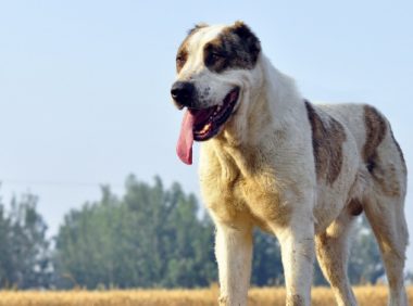 它是被称为野兽的猛犬，可与比特犬一战，胆小的人养不好这种犬