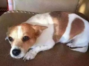 婆婆哭了一晚上 女子重金悬赏10万寻找宠物狗