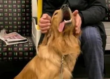 大金毛乘坐地铁碰到了“真爱”，铲屎官：觉得自身是偷狗的！