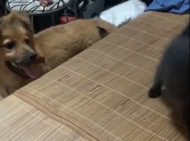 独居女生半夜门外有撬门声,养的土狗拼命吼叫吓退对方,好勇敢!