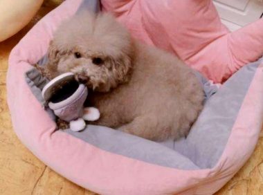 狗狗在凉拖里入睡，下一秒主人将凉拖提到，狗狗的反映太逗了