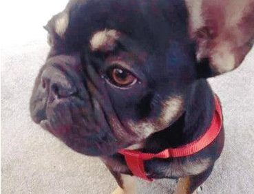 相处半年爱狗丢了 女主人悬赏2万寻狗