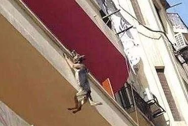 可恶的主人虐待狗狗 狗狗不堪忍受从阳台跳下