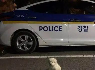 好心捡小狗回警队，18个月后却长到这么大，这是要吃垮我们吗？