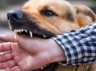 闹大了！成都崇州狗咬人最新后续：黑狗已经发现，狗主人发声道歉