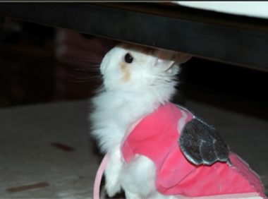 洁西伍莉身份信息