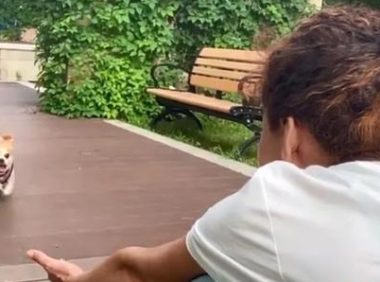 这条小狗接“死亡诊断”，被埋4天后竟爬3.5公里回“家”
