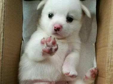 老人在菜市场的角落捡到一个箱子,箱子里竟然有只可爱的小狗