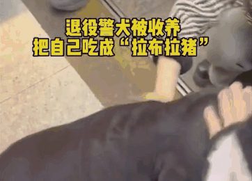 警犬吃太胖被要求减肥，遭5000万网友围观