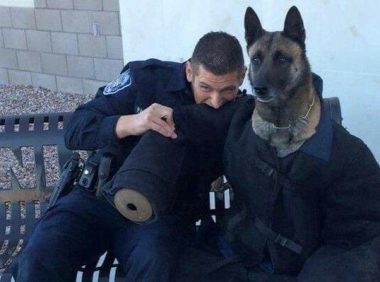 警犬穿训练服体验被咬的感觉 一脸无奈的表情