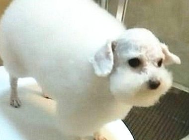 托盆友带狗狗去做造型设计，回家后都不认识它了，明确并不是一只羊吗？