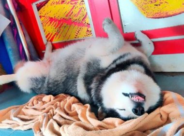 主人金铺遭“打劫”，狗狗却睡得跟猪一样！真不愧是雪橇三傻