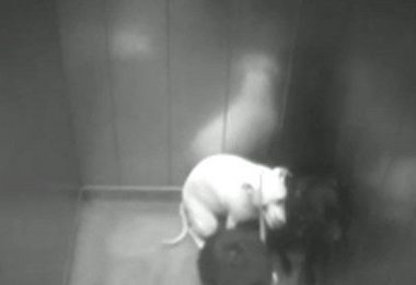 英国男子因在电梯狂踹女友斗牛犬将面临5个月的监禁