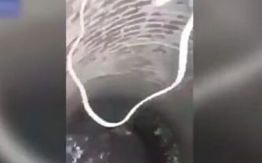 小狗不慎坠下6米水井 所幸消防员救其脱险