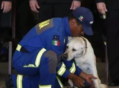 搜救犬九年救53人：区区一只狗却活成了英雄的样子！