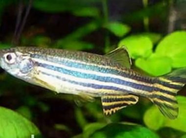 斑马鱼身份信息