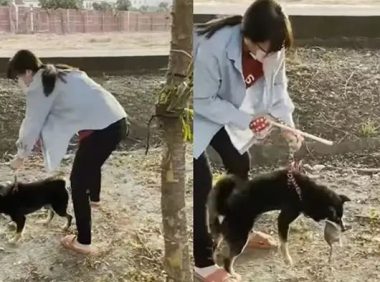 柴犬拣死老鼠回家加菜,女主人超崩溃,吓得不停摇晃拍打狗狗!