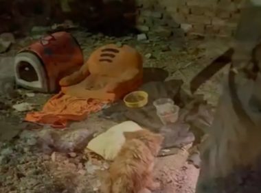 受伤流浪狗被学生救后，医生却建议安乐死，为它拼一次机会都没有