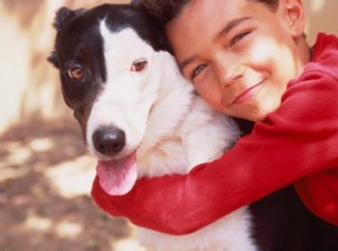 心爱斗牛犬丢失,土豪主人竟用这种方法寻狗!声称不找到绝不罢休