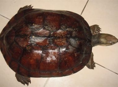 艾氏拟水龟身份信息