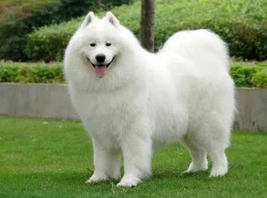 主人赖着床不起,萨摩耶爪子打在他脸上,丈母娘送的狗吧