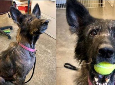 流浪德国狼犬公路乱窜 幸得好心妇人送医院