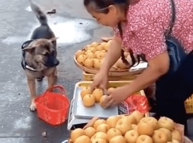 狗狗独自一人去买蔬果,还了解和老板议价:送我一个,下一次还来!