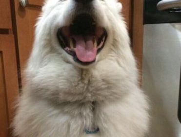 萨摩耶沉浸在快乐之中主人的一个吻让它脸都方了狗子：刷没刷牙漱口？