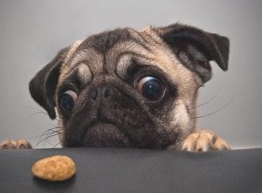 对奶酪片十分偏爱的狗狗,当主人给它箩卜时,这反映呆萌了