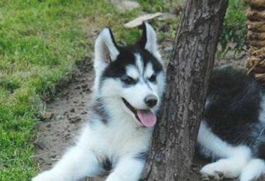 把二哈交给爷爷养，第二天爷爷打来电話痛骂：这也是狗吗？