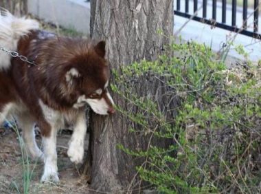 怕热的4种狗, 雪橇三傻中有两个上榜, 它在夏天简直像穿了羽绒服