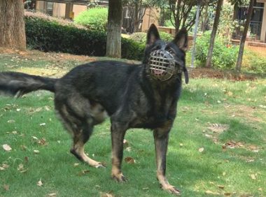 德牧对路人很凶,出来只有给它带“防霾口罩”,狗:酷帅吧!