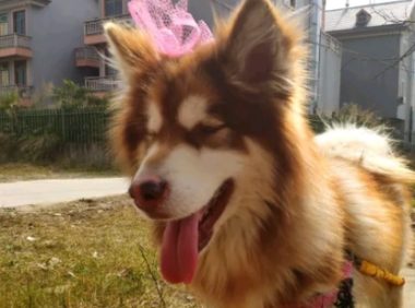 阿拉斯加被缠上了，都说了不喜欢，那只狗子还一直穷追不舍