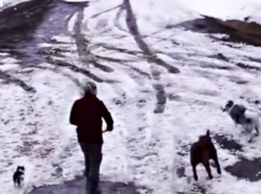 令人难以置信的援救！ 勇敢边牧犬成功挽救被撞吉娃娃