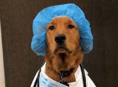 主人家给狗穿到了医生工作服，加上它严肃认真的模样好搞笑幽默，狗：看病吗