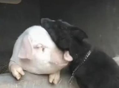 狗趴在猪圈大喊一声，接下去的界面让人笑喷，网民：猪狗简直好友