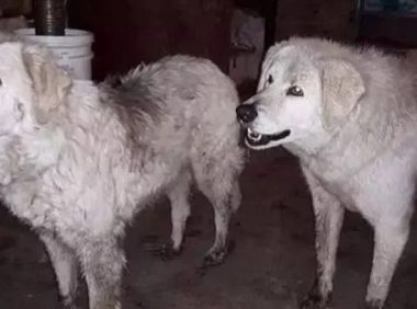 森林大火夫妻放弃两只牧羊犬和90只羊,但狗狗却把羊群救了回来