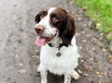 患病狗狗被丢在路边，拖着后腿追赶主人，主人头也不回转身离开