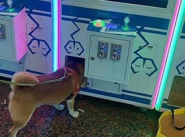 柴犬少女心爆棚泛滥成灾,非得娃娃机里的公仔,狗狗:夹不上就不动