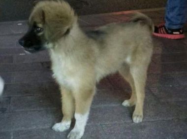 小流浪犬迷途在公交车站,男孩儿进入车内后见到它追随的模样,猛然优柔寡断了
