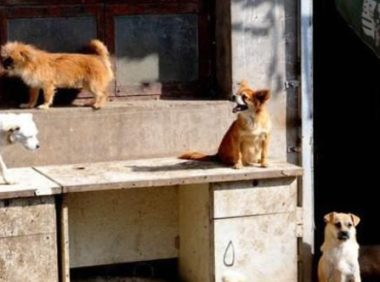 夫妻领养比特犬,3小时后立刻送回来:咬伤我家藏獒!