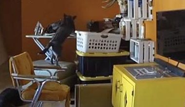 好奇心害死狗！调皮宠物狗打翻烫衣板竟引发火灾