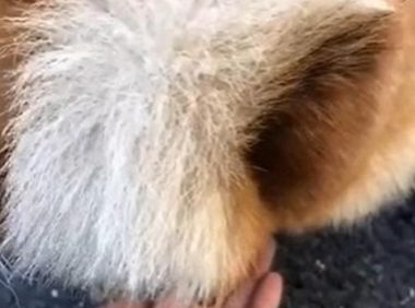 狗狗大便忘带纸，主人直接把手伸到狗屁股下！感受到一点温热！